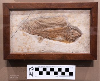 Media type: image;   Vertebrate Paleontology VPF-5300 Description: Photograph of the skeleton in right lateral view of MCZ VPF-5300. On exhibit in the HMNH Romer Hall.;  Aspect: lateral